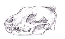 Load image into Gallery viewer, Wildlife Wednesdays (April)