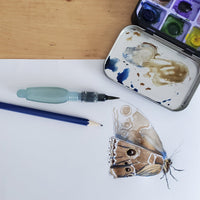 Watercolour palette and painting of butterfly