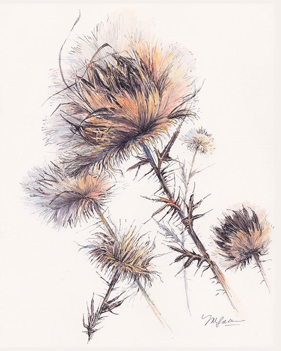 Sunset Thistle, Limited Edition Print
